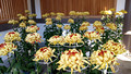 Chrysanthemum Exhibit Yushima Tenmangu Shrine Bunkyo City Tokyo Japan 19-11L-_3671