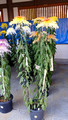 Chrysanthemum Exhibit Yushima Tenmangu Shrine Bunkyo City Tokyo Japan 19-11L-_3711