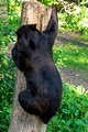 Black Bears Vince Shute Wildlife Sanctuary 16-8-1791