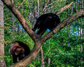 Black Bears Vince Shute Wildlife Sanctuary 16-8-0469