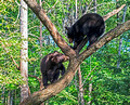 Black Bears Vince Shute Wildlife Sanctuary 16-8-0477