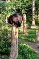 Black Bears Vince Shute Wildlife Sanctuary 16-L8-_5658a