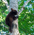 Black Bears Vince Shute Wildlife Sanctuary 16-8-1694