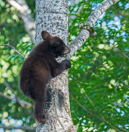 Black Bears Vince Shute Wildlife Sanctuary 16-8-1694