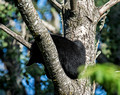 Black Bears Vince Shute Wildlife Sanctuary 16-8-1754