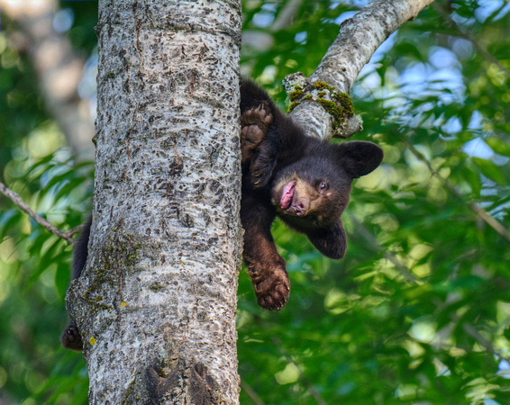 Black Bears Vince Shute Wildlife Sanctuary 16-8-1721