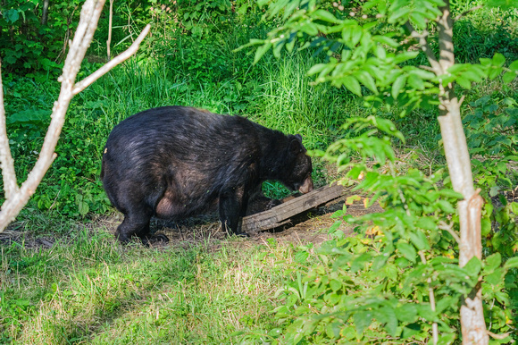Black Bears Vince Shute Wildlife Sanctuary 16-8-1787
