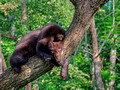 Black Bears Vince Shute Wildlife Sanctuary 16-8-0481