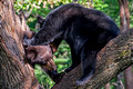 Black Bears Vince Shute Wildlife Sanctuary 16-8-0511