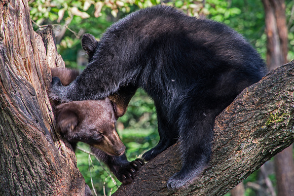 Black Bears Vince Shute Wildlife Sanctuary 16-8-0511