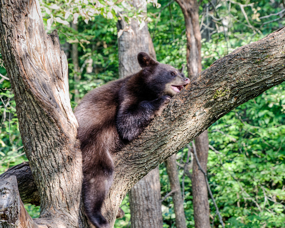 Black Bears Vince Shute Wildlife Sanctuary 16-8-0493