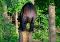 Black Bears Vince Shute Wildlife Sanctuary 16-8-1757