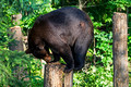 Black Bears Vince Shute Wildlife Sanctuary 16-8-1770