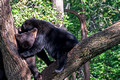 Black Bears Vince Shute Wildlife Sanctuary 16-8-0520