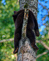 Black Bears Vince Shute Wildlife Sanctuary 16-8-1799