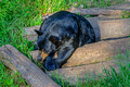 Black Bears Vince Shute Wildlife Sanctuary 16-8-1751