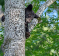 Black Bears Vince Shute Wildlife Sanctuary 16-8-1703