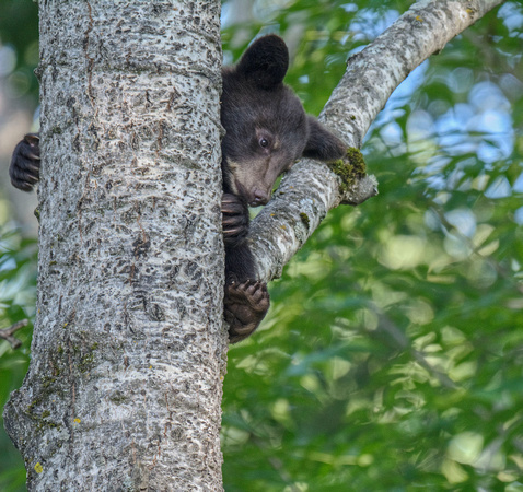 Black Bears Vince Shute Wildlife Sanctuary 16-8-1703