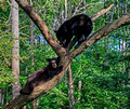 Black Bears Vince Shute Wildlife Sanctuary 16-8-0478