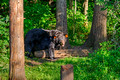 Black Bears Vince Shute Wildlife Sanctuary 16-8-1724
