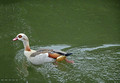 Egyptian goose Utrecht Netherlands Canal Boat Tour 19-5-_0441