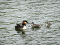Great Crested Grebes Utrecht Netherlands Canal Boat Tour 19-5-_0450