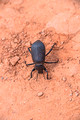Dung Beetle The Toadstools Utah 17-4-02092