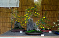 Chrysanthemum exhibit Todoroki Fudosan Temple Todoroki Valley Park Tokyo Japan 19-11P-_0503