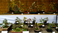 Chrysanthemum exhibit Todoroki Fudosan Temple Todoroki Valley Park Tokyo Japan 19-11L-_3978