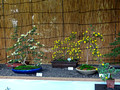 Chrysanthemum exhibit Todoroki Fudosan Temple Todoroki Valley Park Tokyo Japan 19-11P-_0504