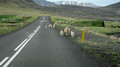 Sheep on Road to Tingeyri Iceland 16-L6-_5980a
