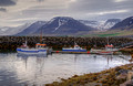 Harbor Tingeyri Iceland 16-6-_5491