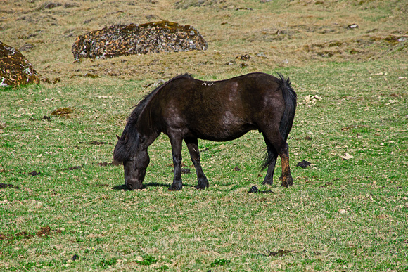 Icelandic Horse 16-6-_0809