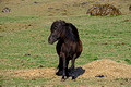 Icelandic Horse 16-6-_0808a