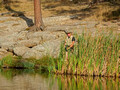 Fisherman Sylvan Lake Custer State Park 18-9P-_0088