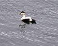 Eider Duck Harbor Stykkisholmur Iceland 16-6-_5169