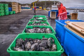 Lumpfish Harvest  Harbor Stykkisholmur Iceland 16-6-_5209