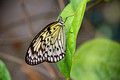Sertoma Butterfly House & Marine Cove 16-3-_5395