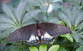 Sertoma Butterfly House & Marine Cove 16-3-_5425
