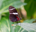 Sertoma Butterfly House & Marine Cove 16-3-_5407