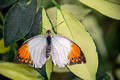Sertoma Butterfly House & Marine Cove 16-3-_5416