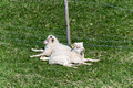 Lambs near Reynisdrangar Beach Iceland  16-6-_2871