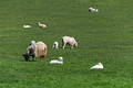 Sheep near Reynisdrangar Beach Iceland 16-6-_2870
