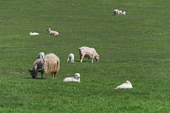Sheep near Reynisdrangar Beach Iceland 16-6-_2870