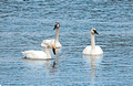 Trumpeter Swans Point Douglas Park 16-2-_2079