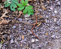 Snake Parfrey's Glen 15-10-_4444