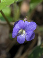 Common Blue Violet 14-5-_1230