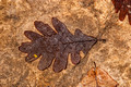 Leafe on Platteville Linestone 14-4-_1687