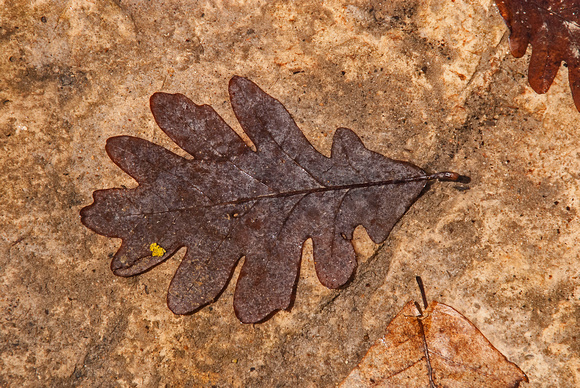 Leafe on Platteville Linestone 14-4-_1687