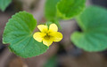Downy Yellow Violet 14-5-_1259